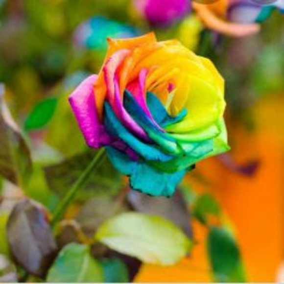 Meet your Posher, Maryam - Picture 1 of 1